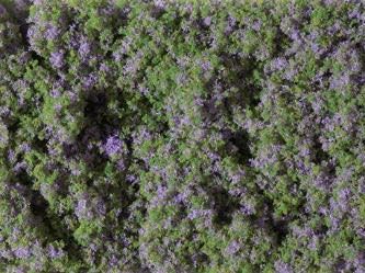 Auhagen 76931 - Blumenmatte violett H0 1:87